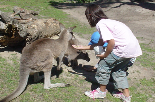 ARET high school and university australian recreation and educational tours wollongong kangaroo feeding